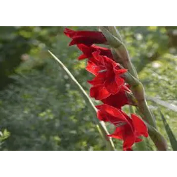 Outdoor Gladiolus Flower